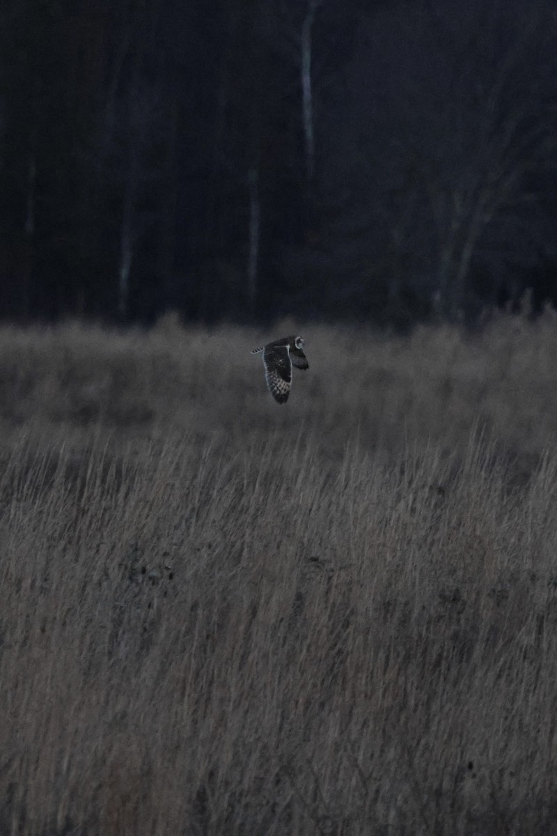 コミミズク（flammeus） - ML645811731