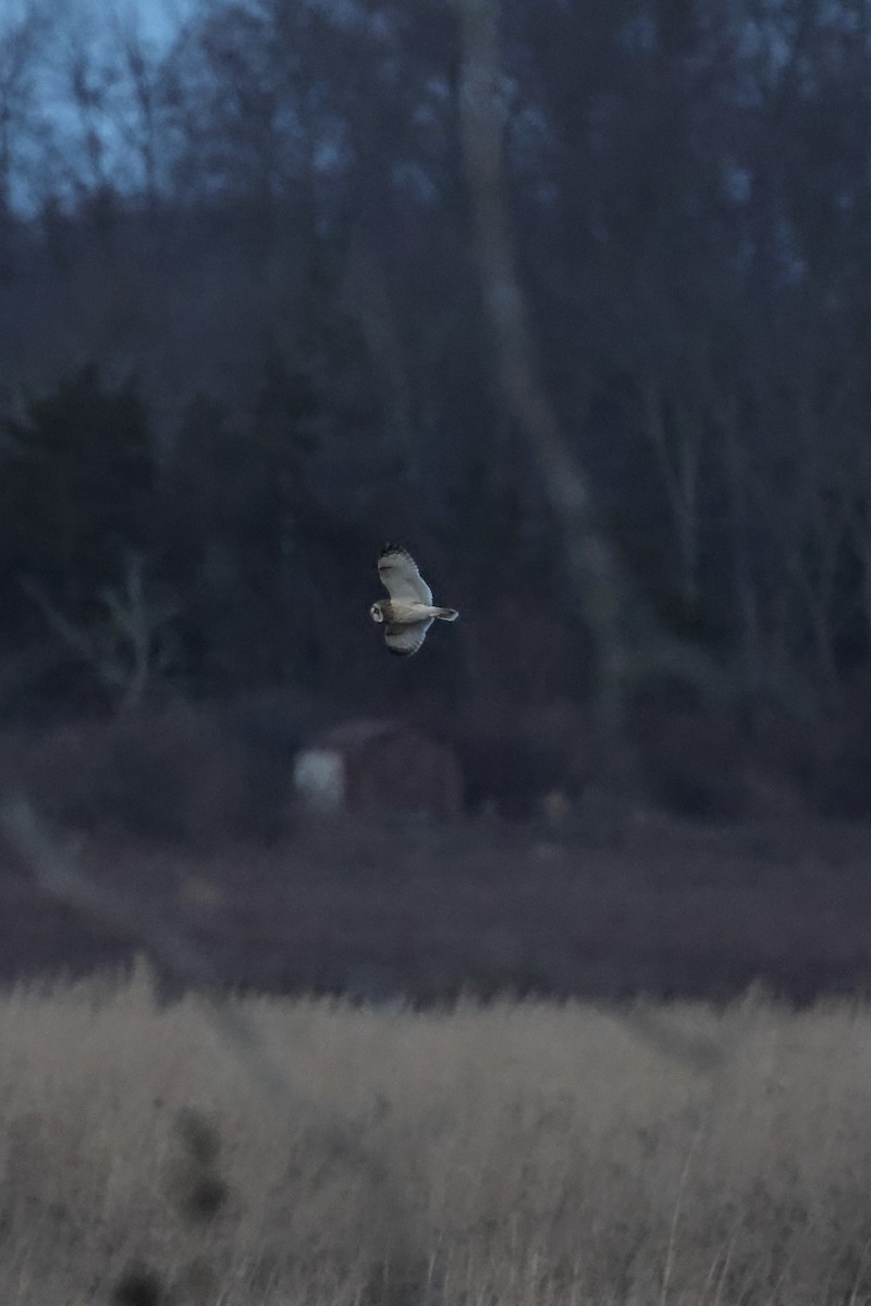 コミミズク（flammeus） - ML645811732