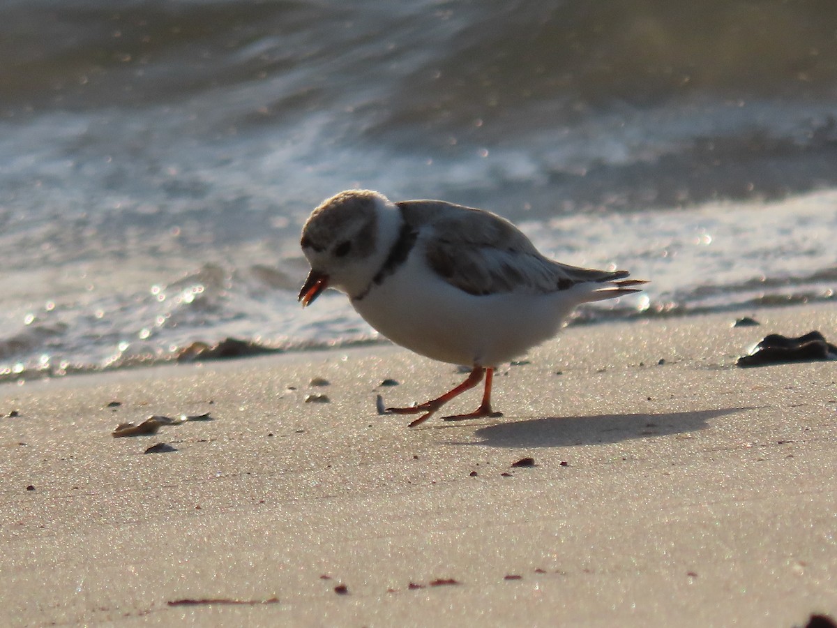 Piping Plover - ML645811736
