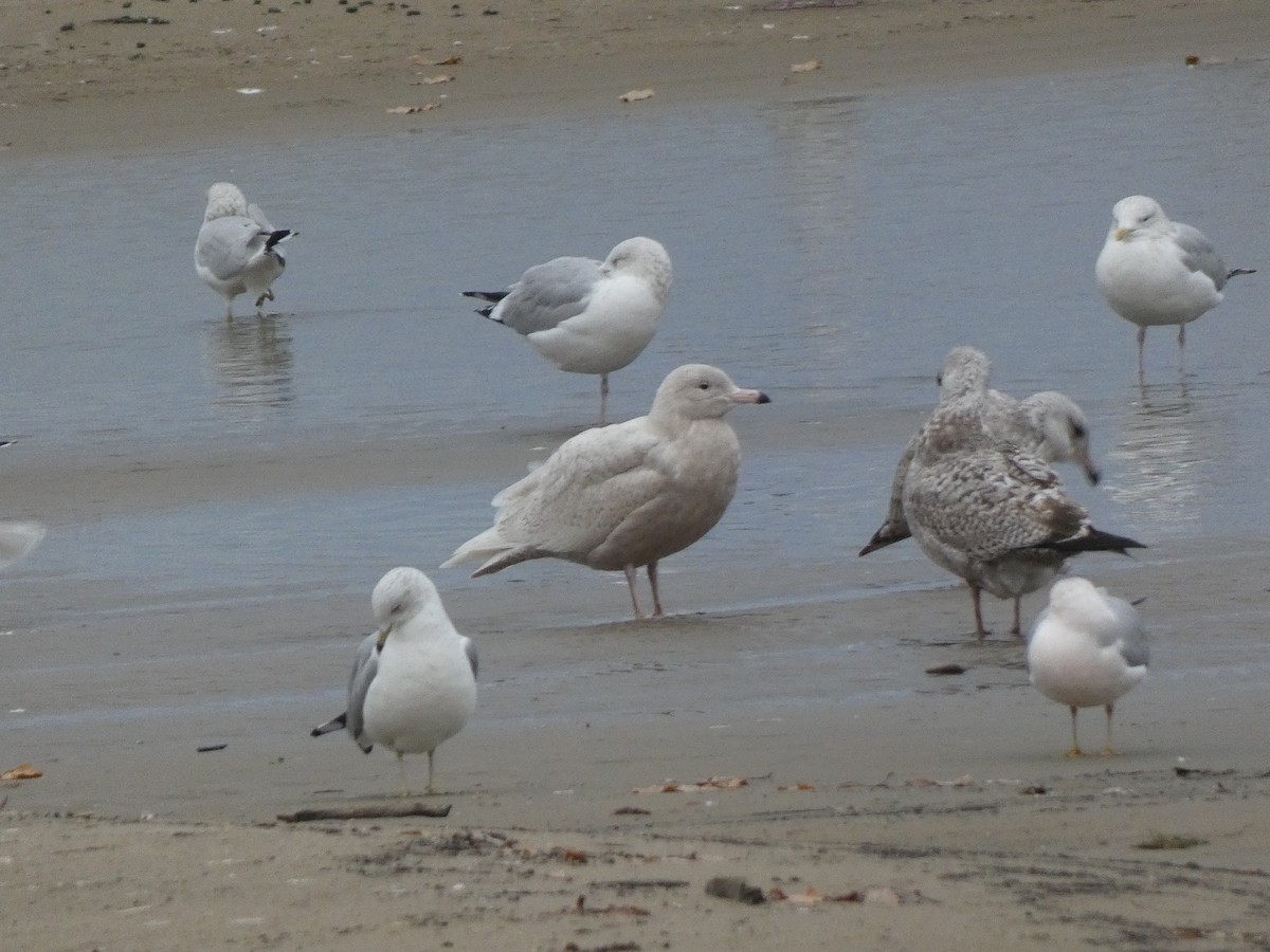 Gavión Hiperbóreo - ML645811741