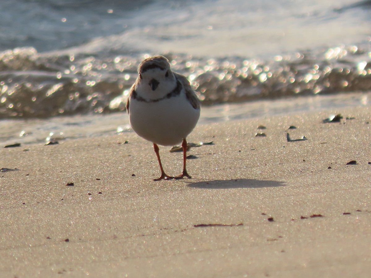 Piping Plover - ML645811742