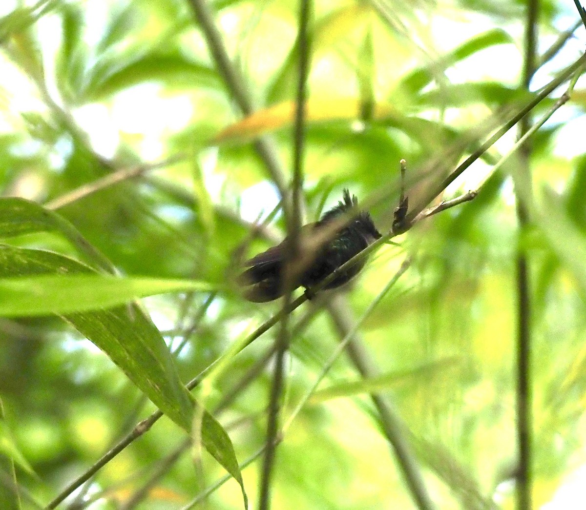 Antillean Crested Hummingbird - ML645811749
