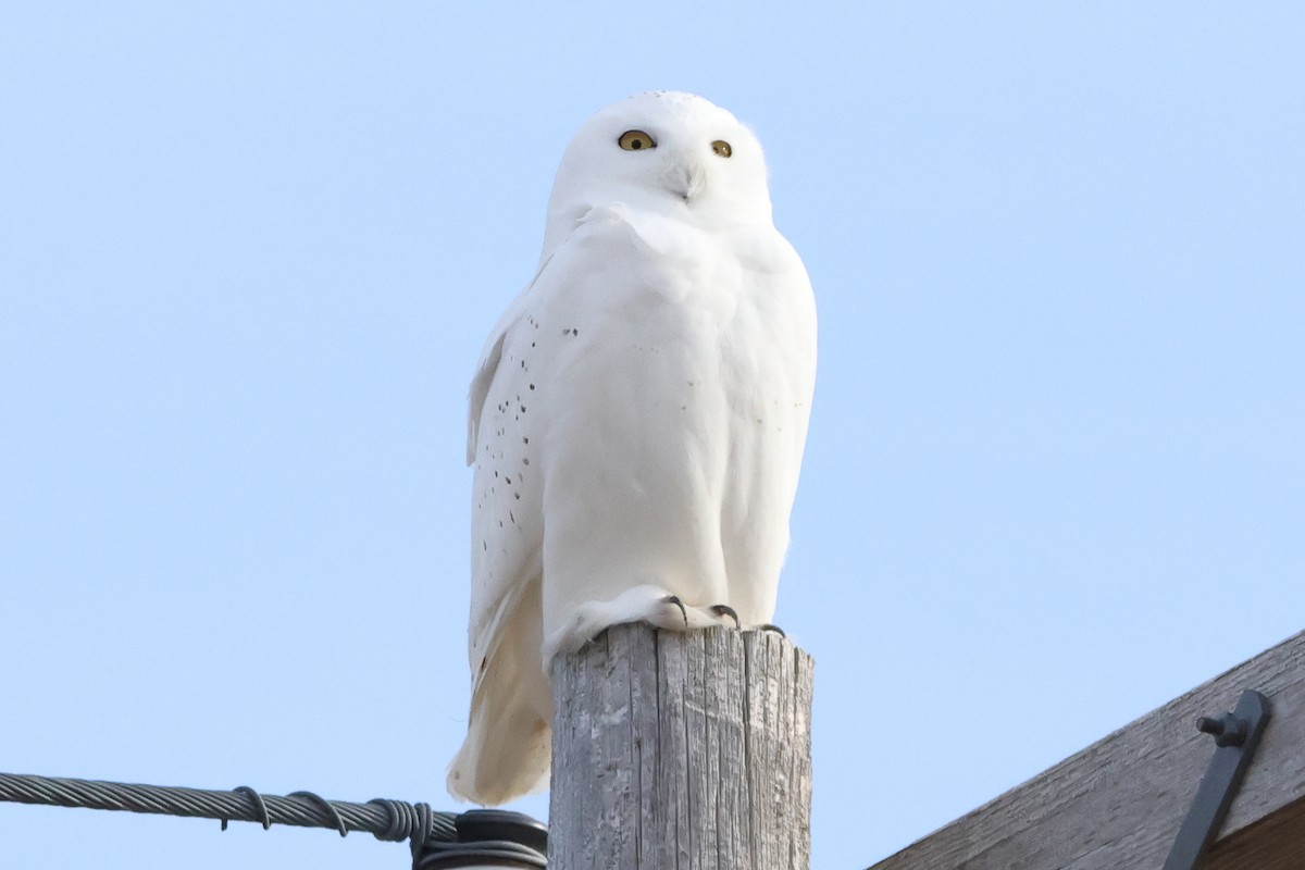 Snowy Owl - ML645811751