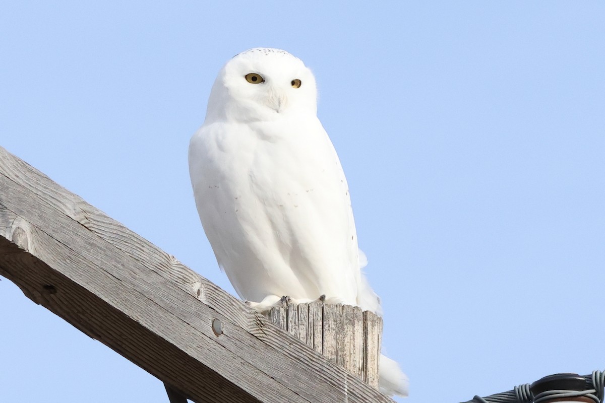 Snowy Owl - ML645811752