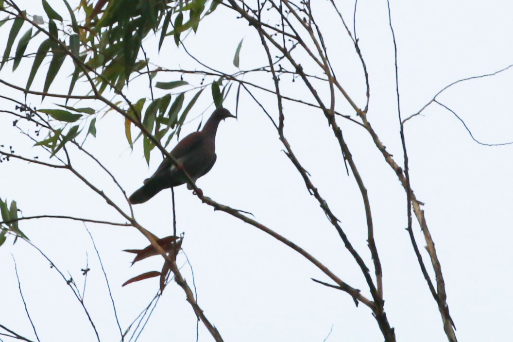 Pale-vented Pigeon - ML645811757
