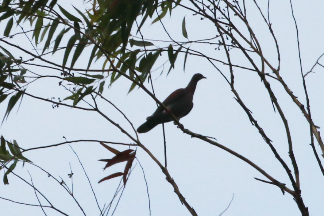 Pale-vented Pigeon - ML645811758