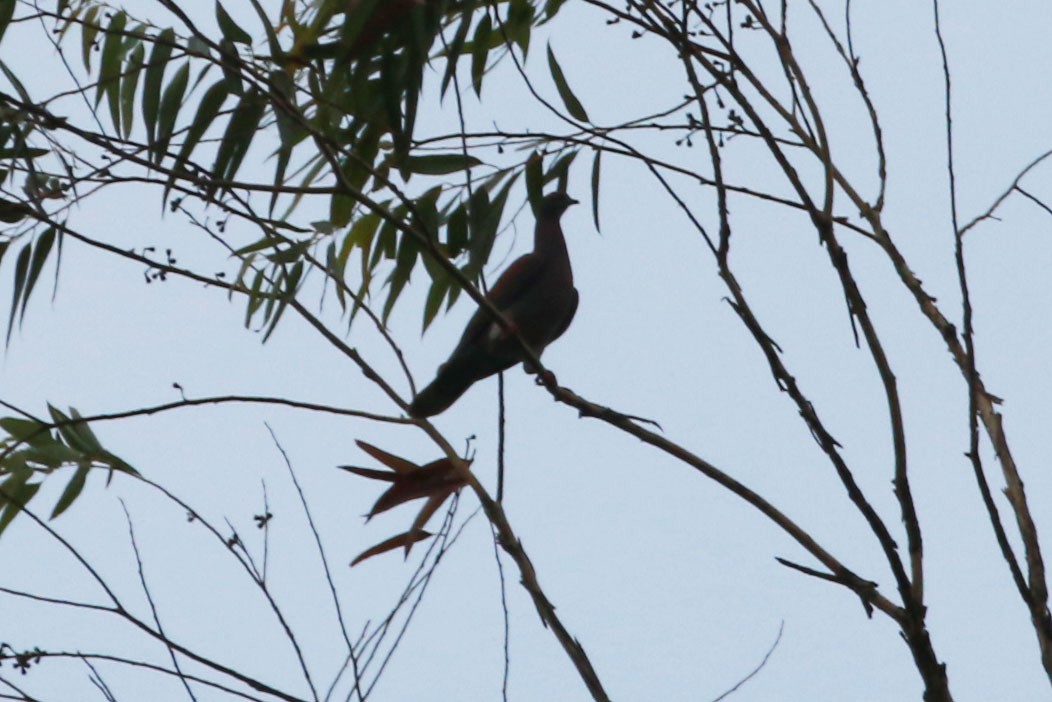 Pale-vented Pigeon - ML645811759