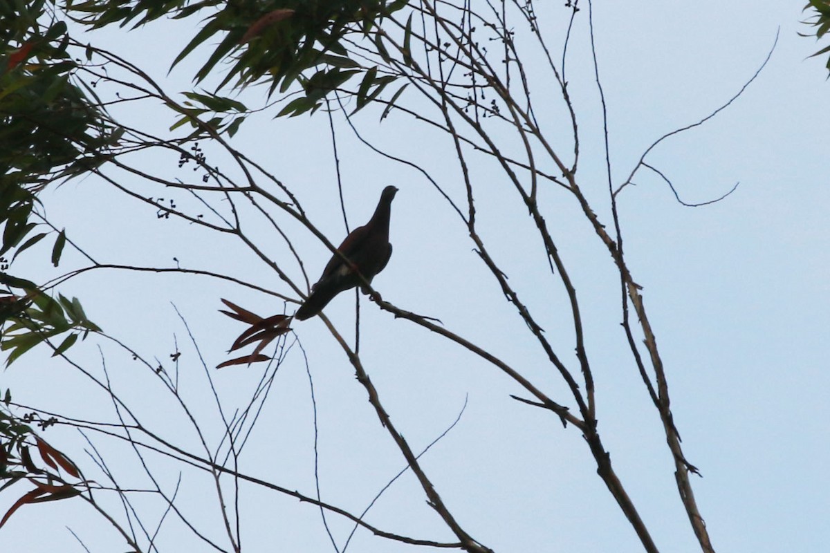 Pale-vented Pigeon - ML645811760