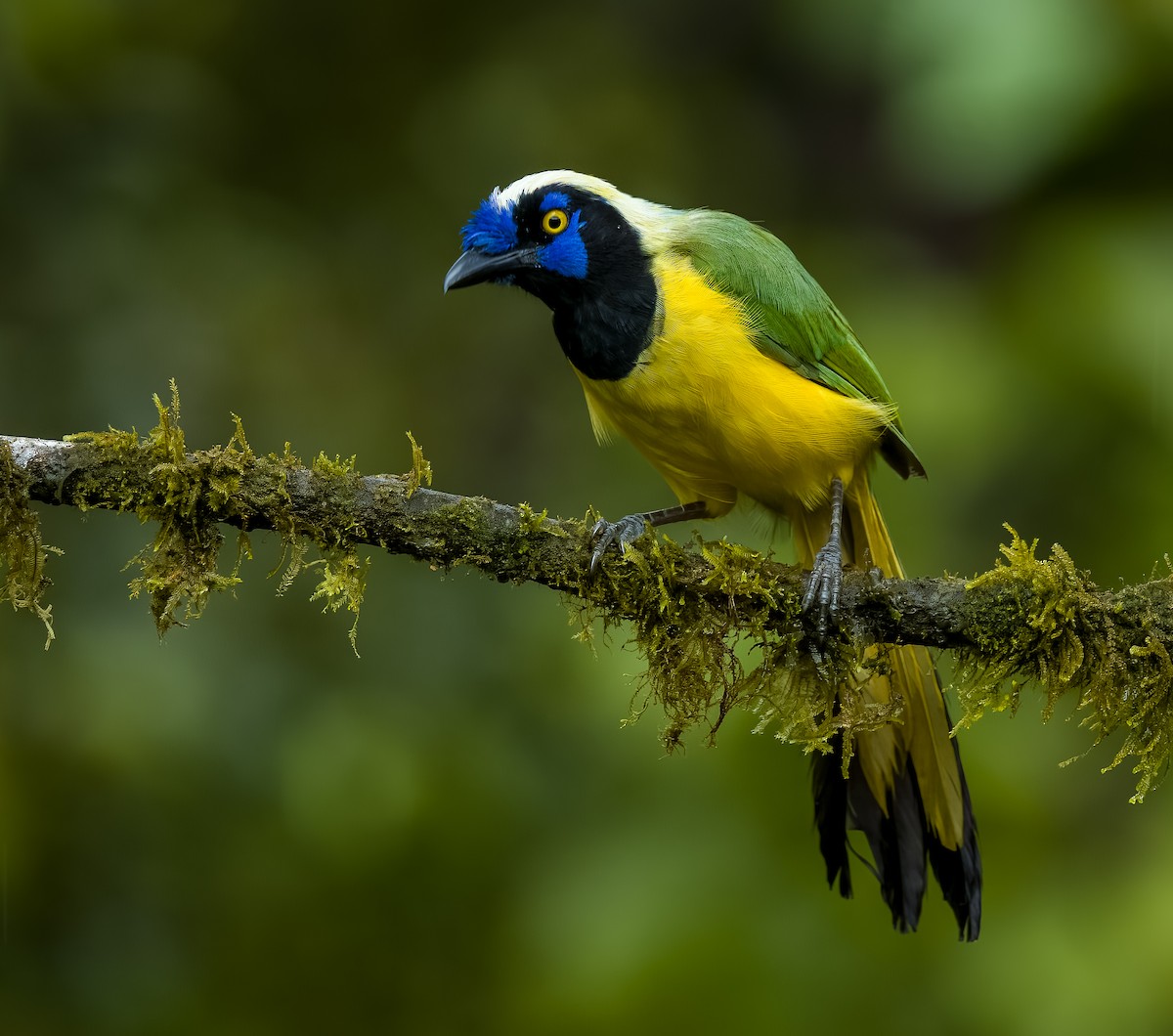 Geai vert - ML645811763