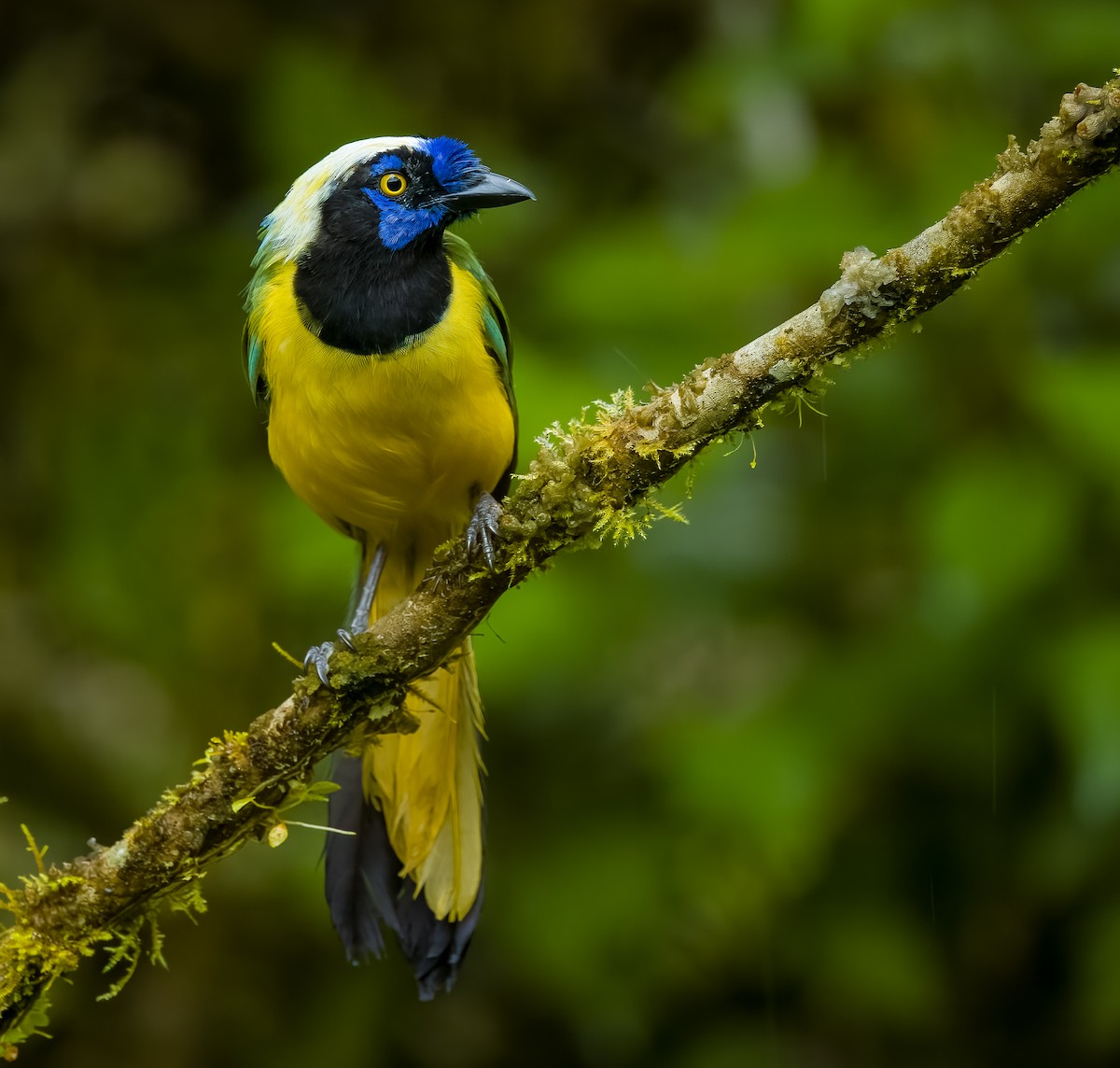 Geai vert - ML645811764