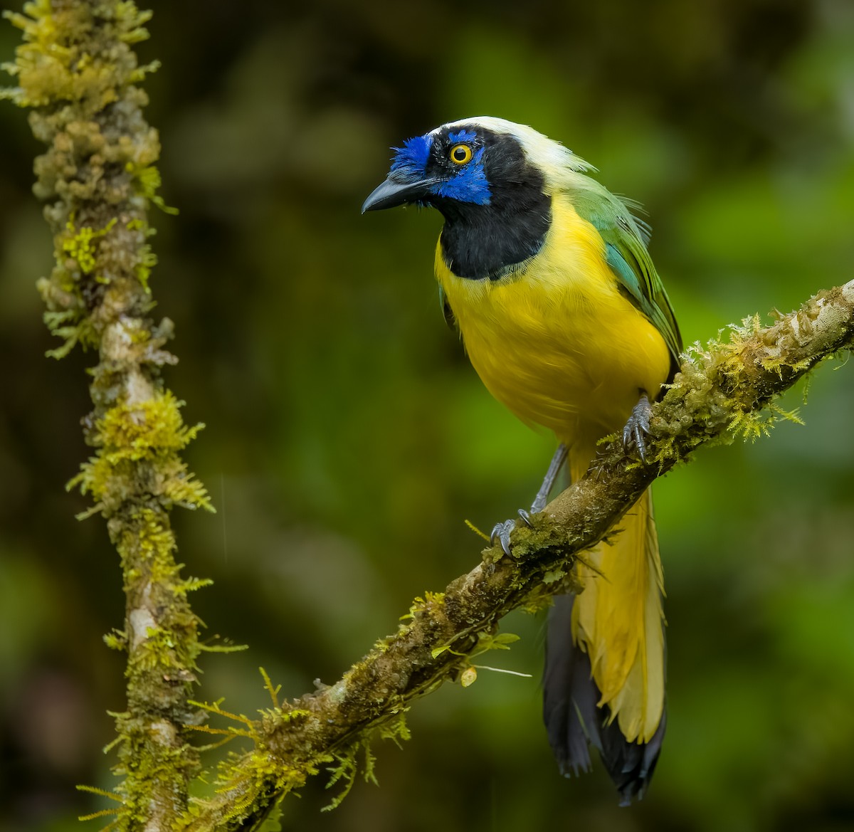 Geai vert - ML645811765