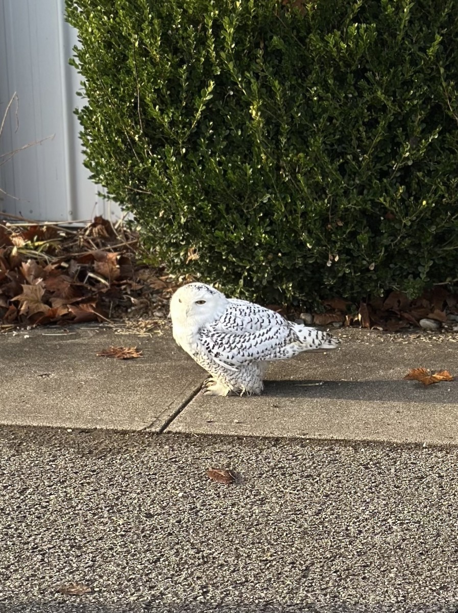 Snowy Owl - ML645811779