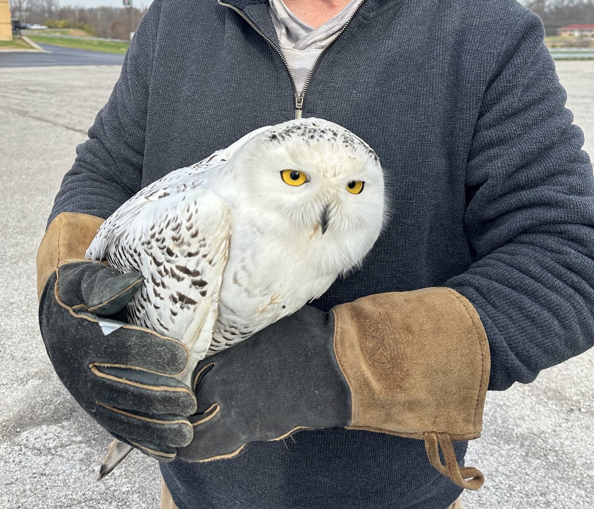 Snowy Owl - ML645811787
