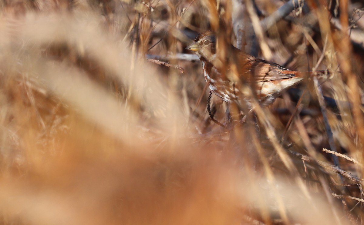 Fox Sparrow (Red) - ML645811796