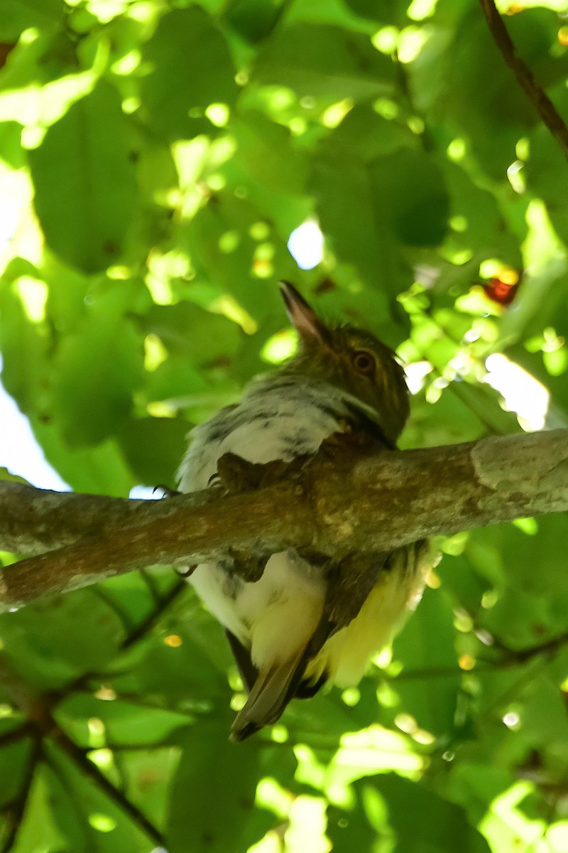 Bright-rumped Attila - ML645811798