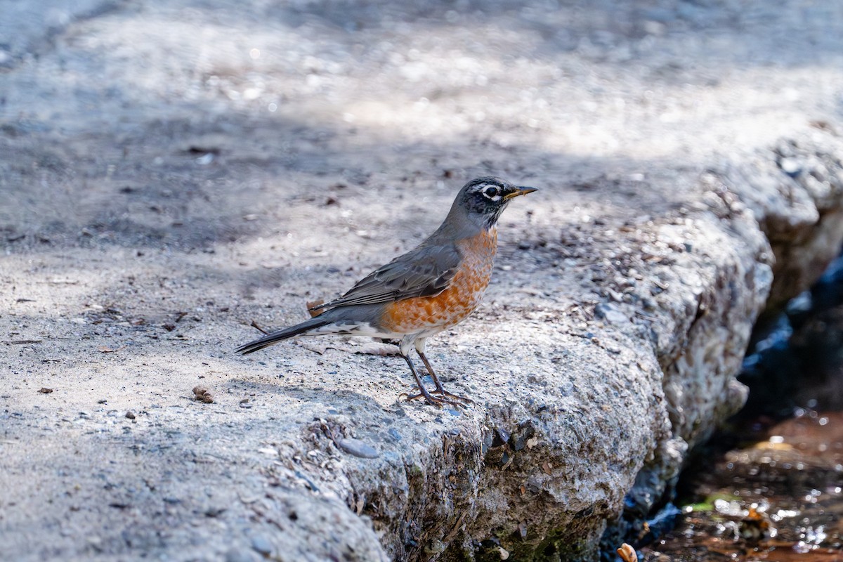 Дрізд мандрівний - ML645811801