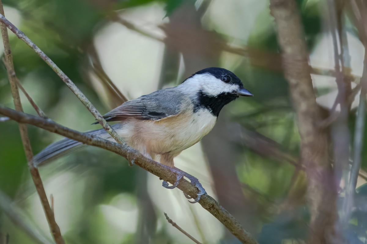 Carolina Chickadee - ML645811802