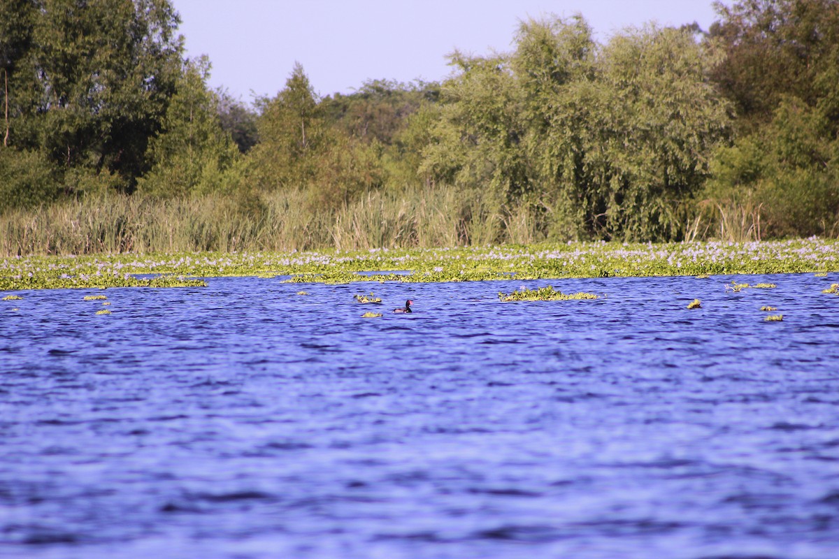 Rosy-billed Pochard - ML645811804