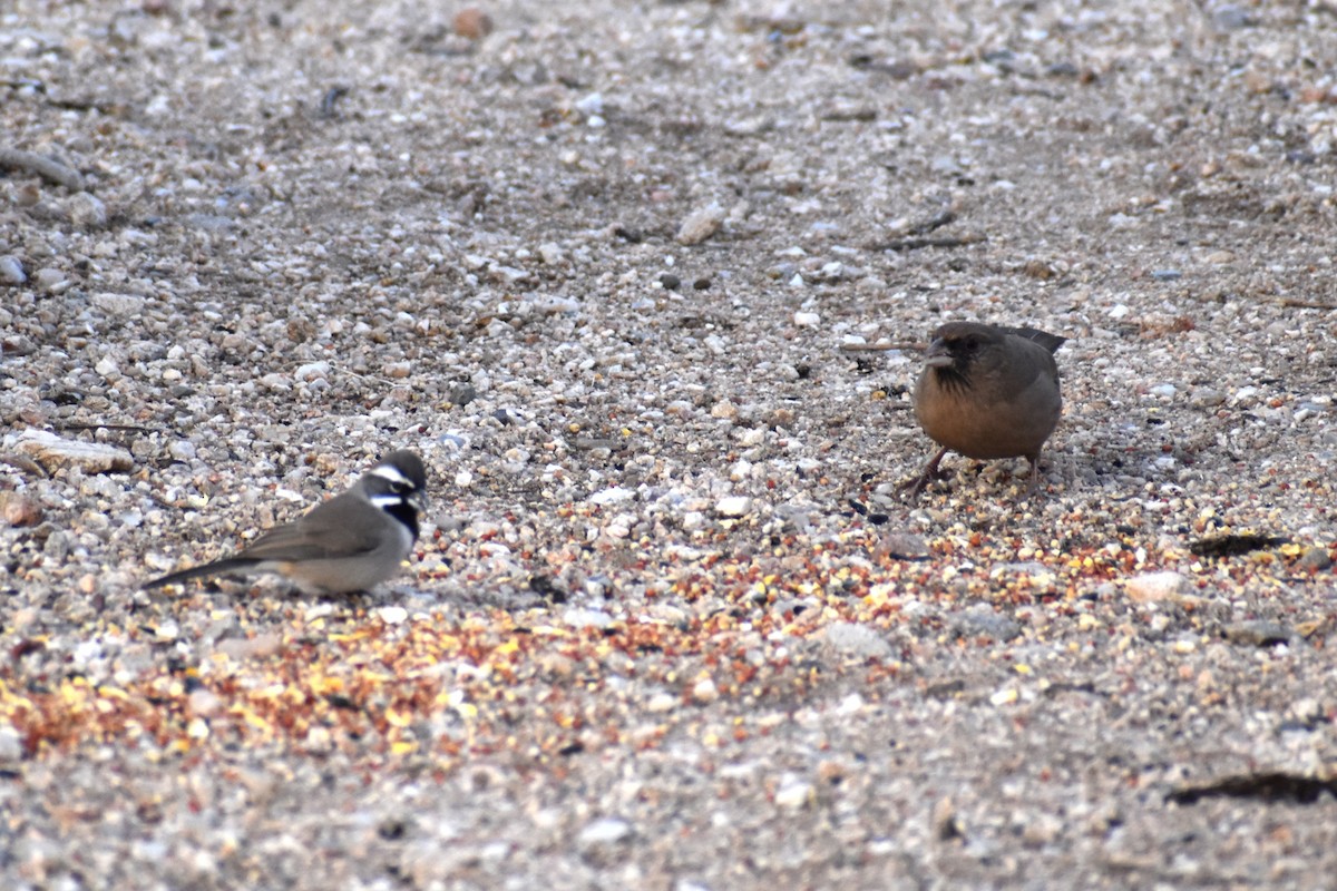 Black-throated Sparrow - ML645811808
