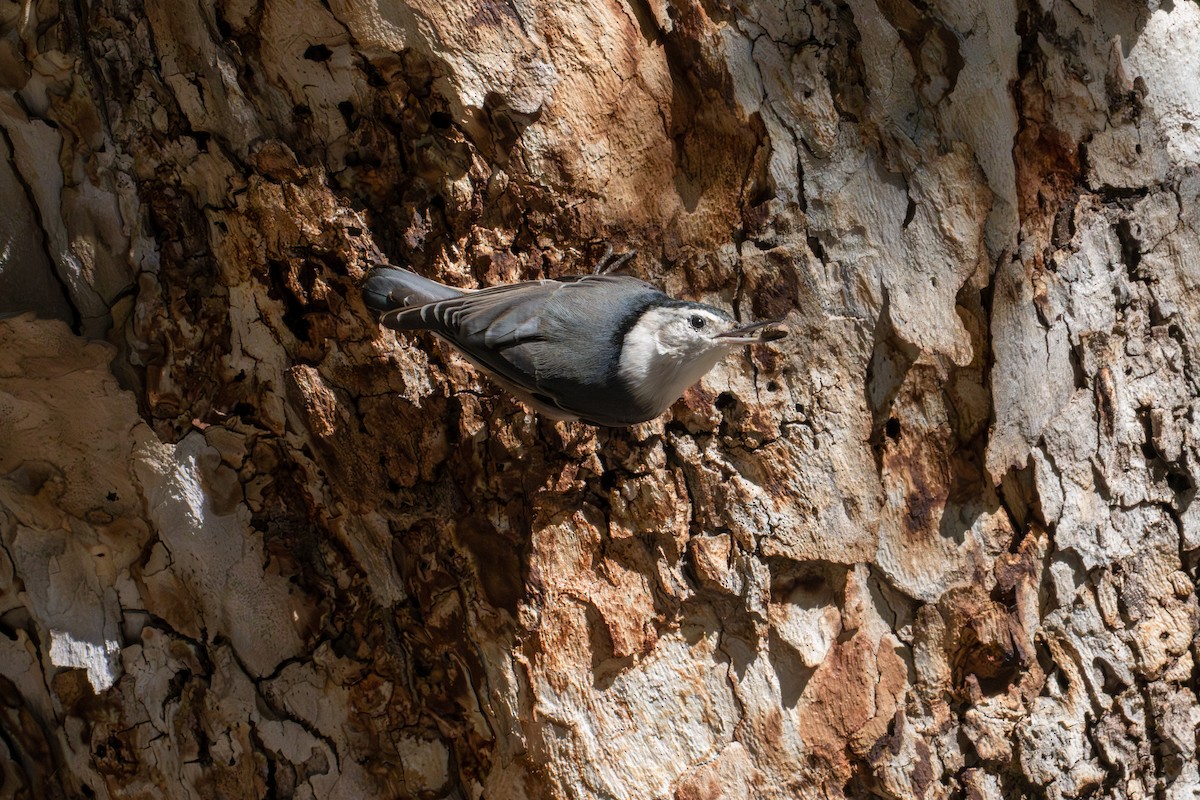 Sittelle à poitrine blanche - ML645811814