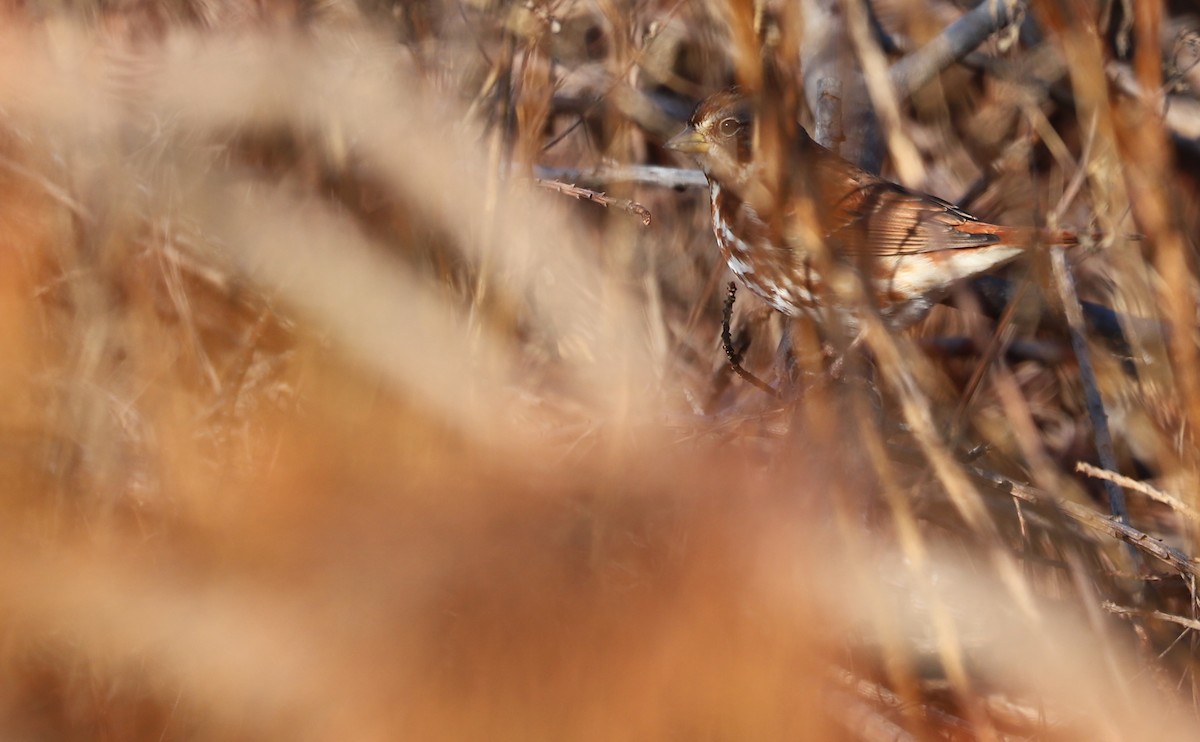 Fox Sparrow (Red) - ML645811817