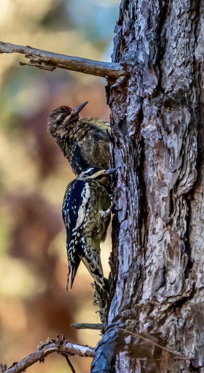 Yellow-bellied Sapsucker - ML645811819