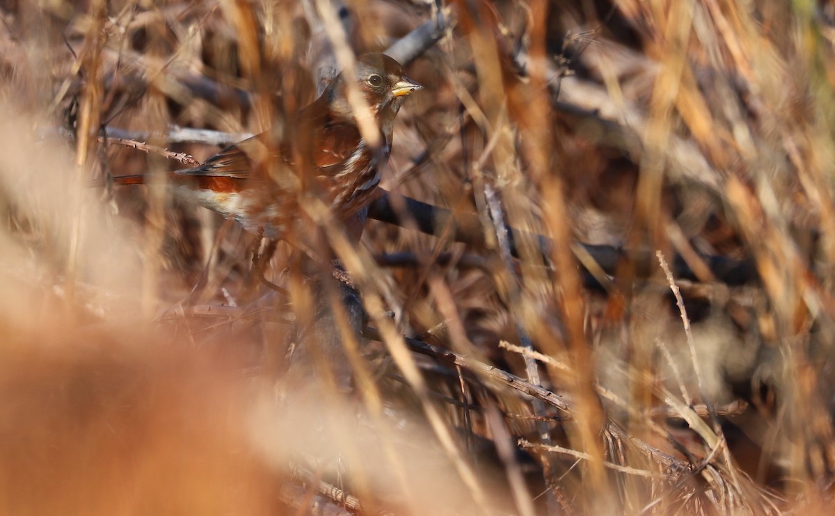 Fox Sparrow (Red) - ML645811820