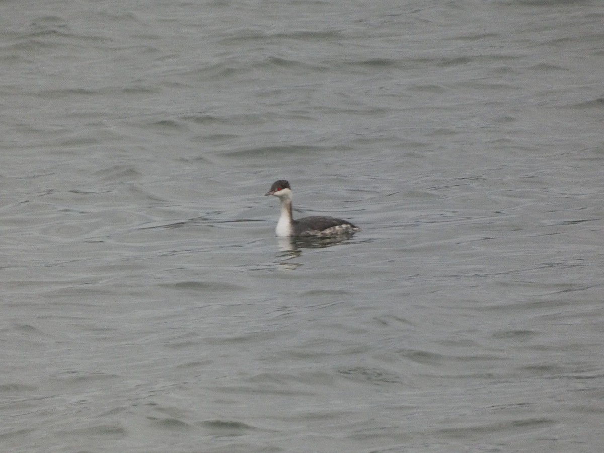 potápka žlutorohá - ML645811826