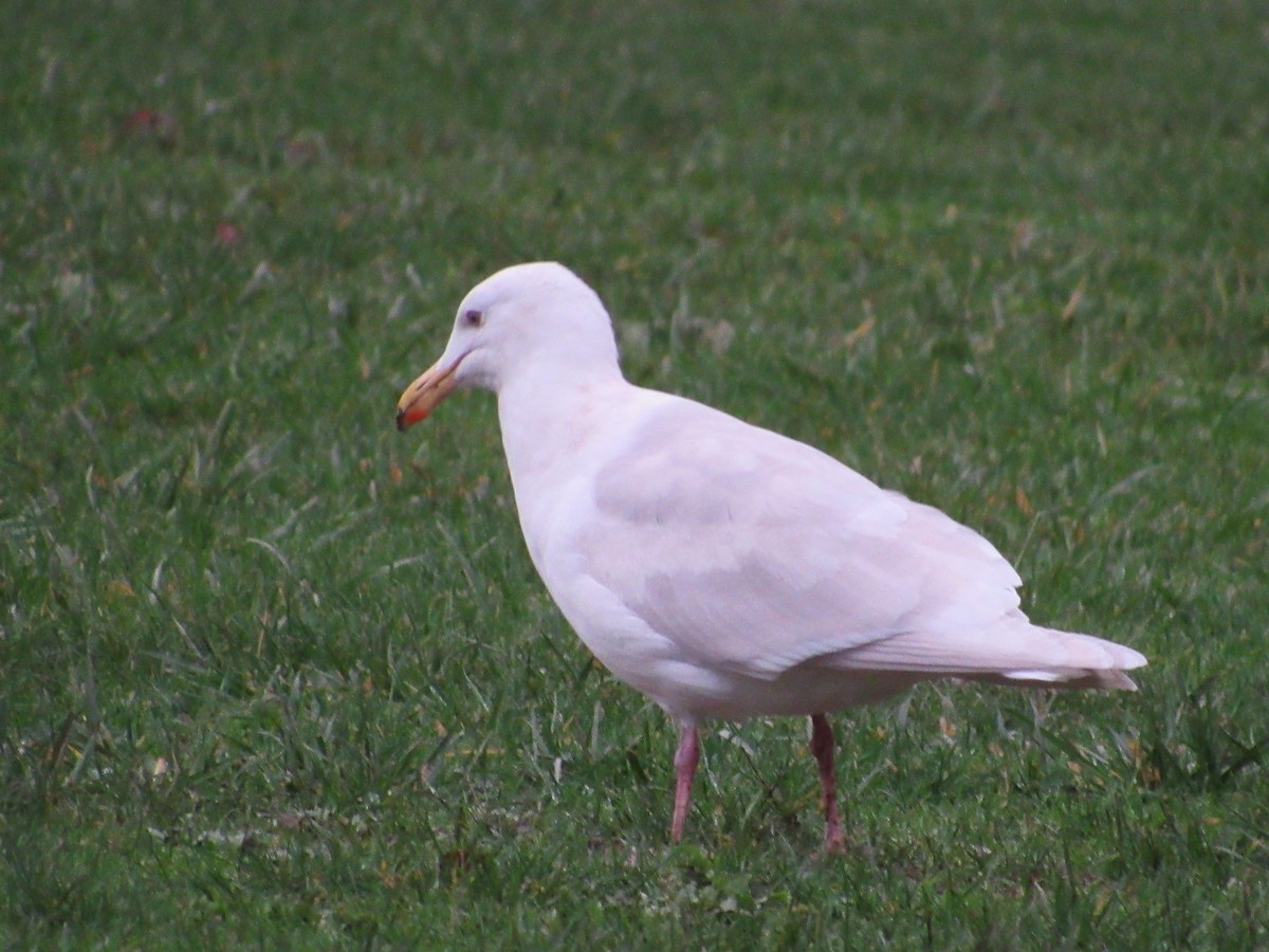 Glaucous-winged Gull - ML645811827