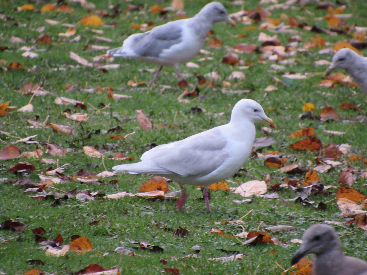 Glaucous-winged Gull - ML645811828