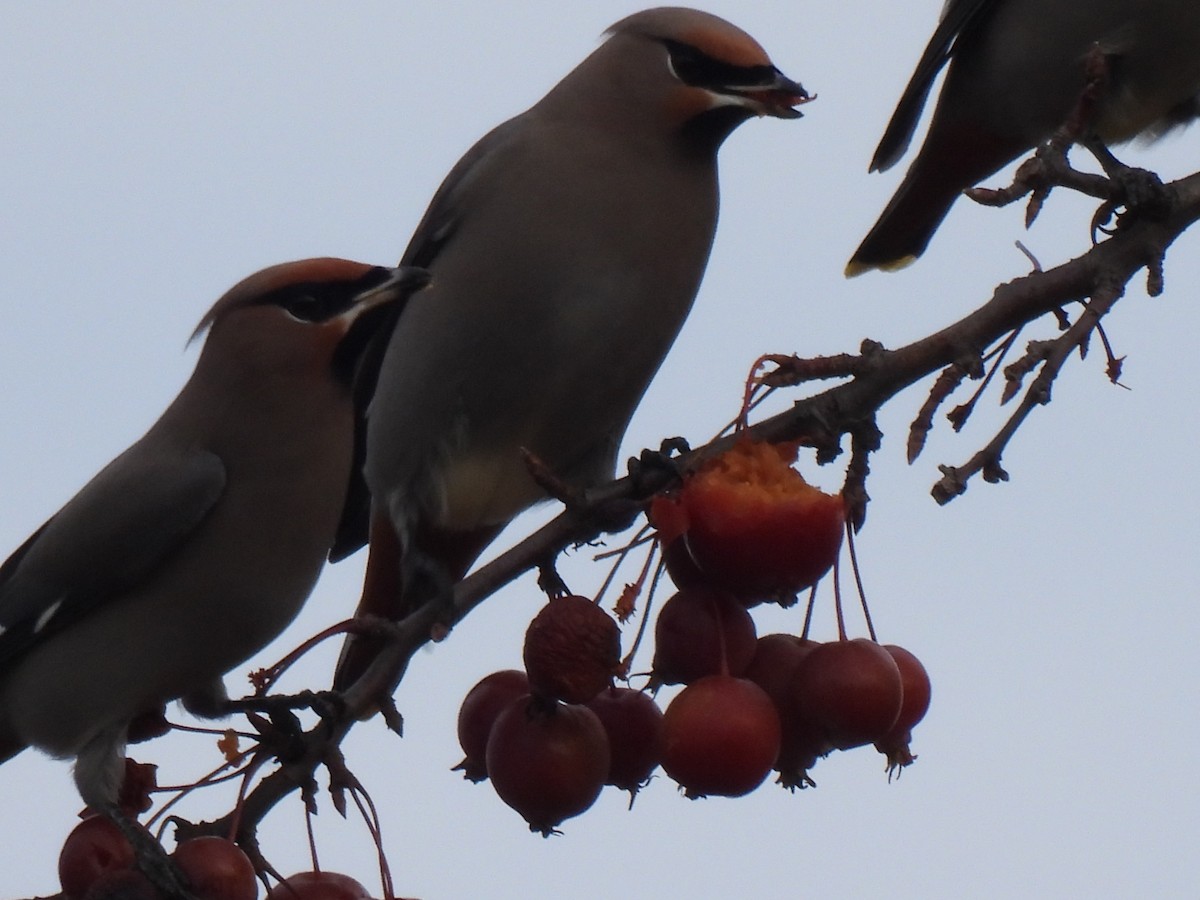 Bohemian Waxwing - ML645811831