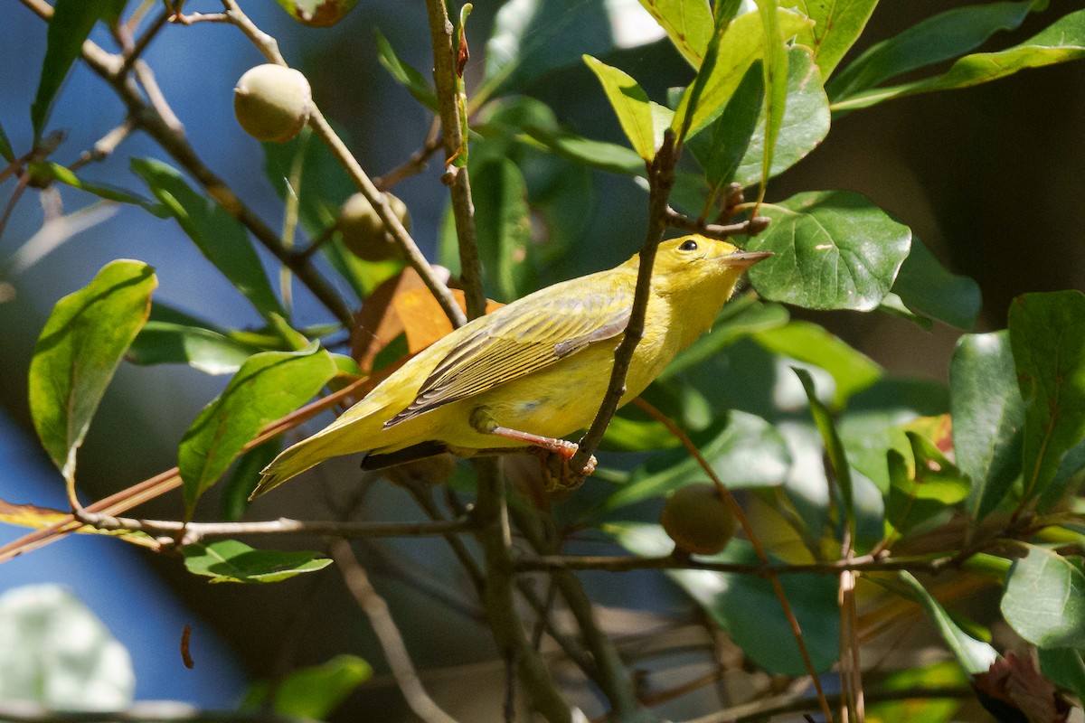 Northern Yellow Warbler - ML645811840