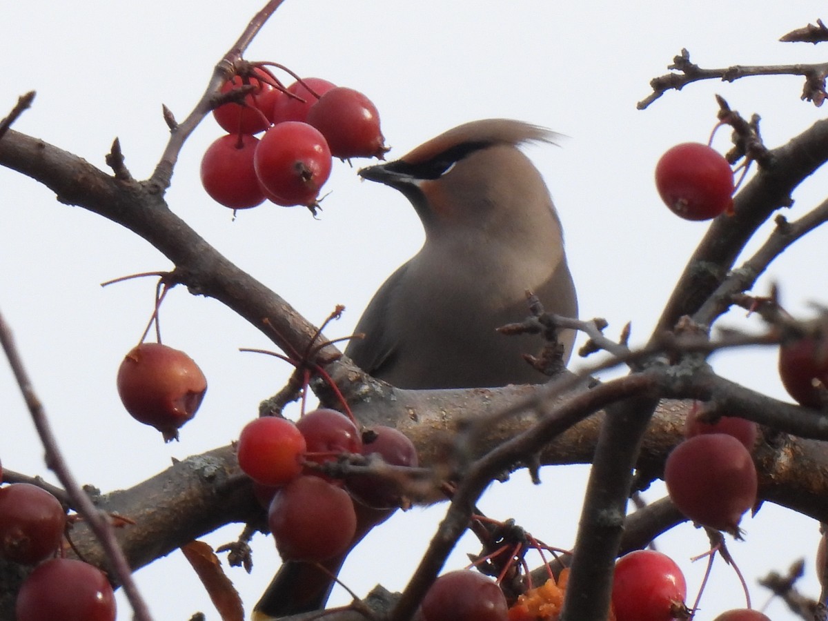 Bohemian Waxwing - ML645811852