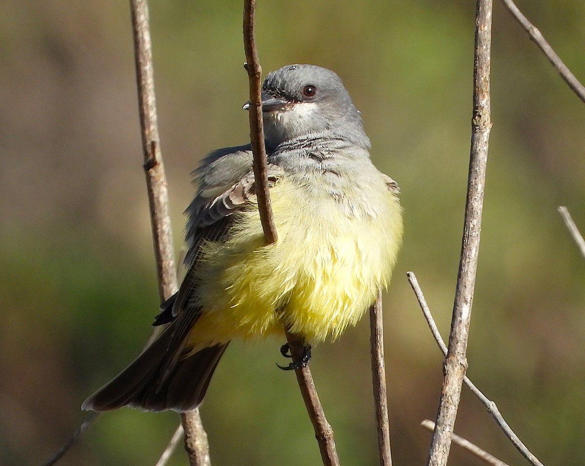 Cassin's Kingbird - ML645811855