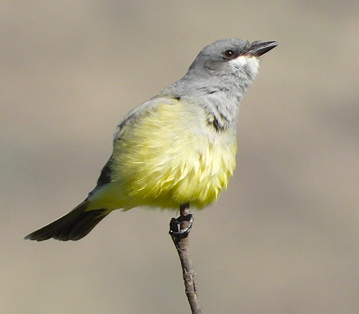 Cassin's Kingbird - ML645811857