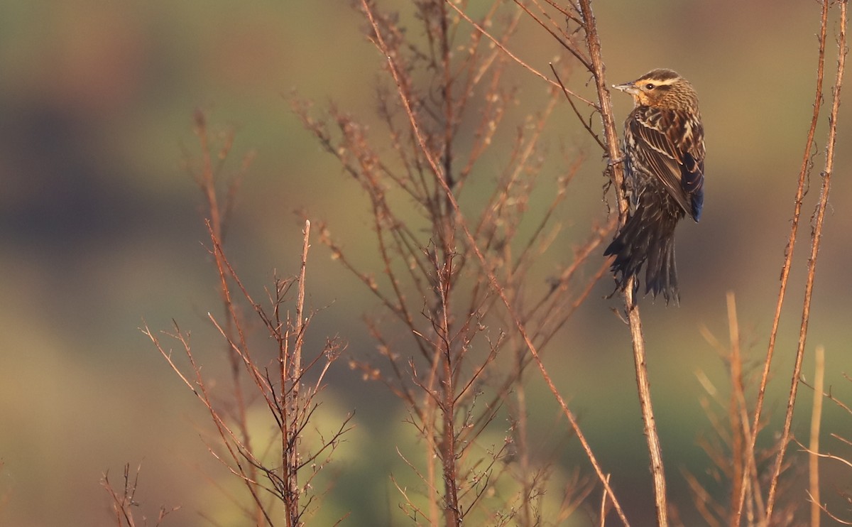 Red-winged Blackbird (Red-winged) - ML645811861