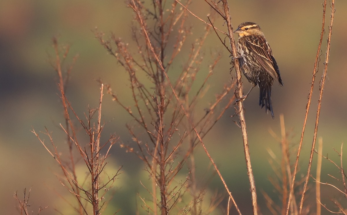 Red-winged Blackbird (Red-winged) - ML645811862