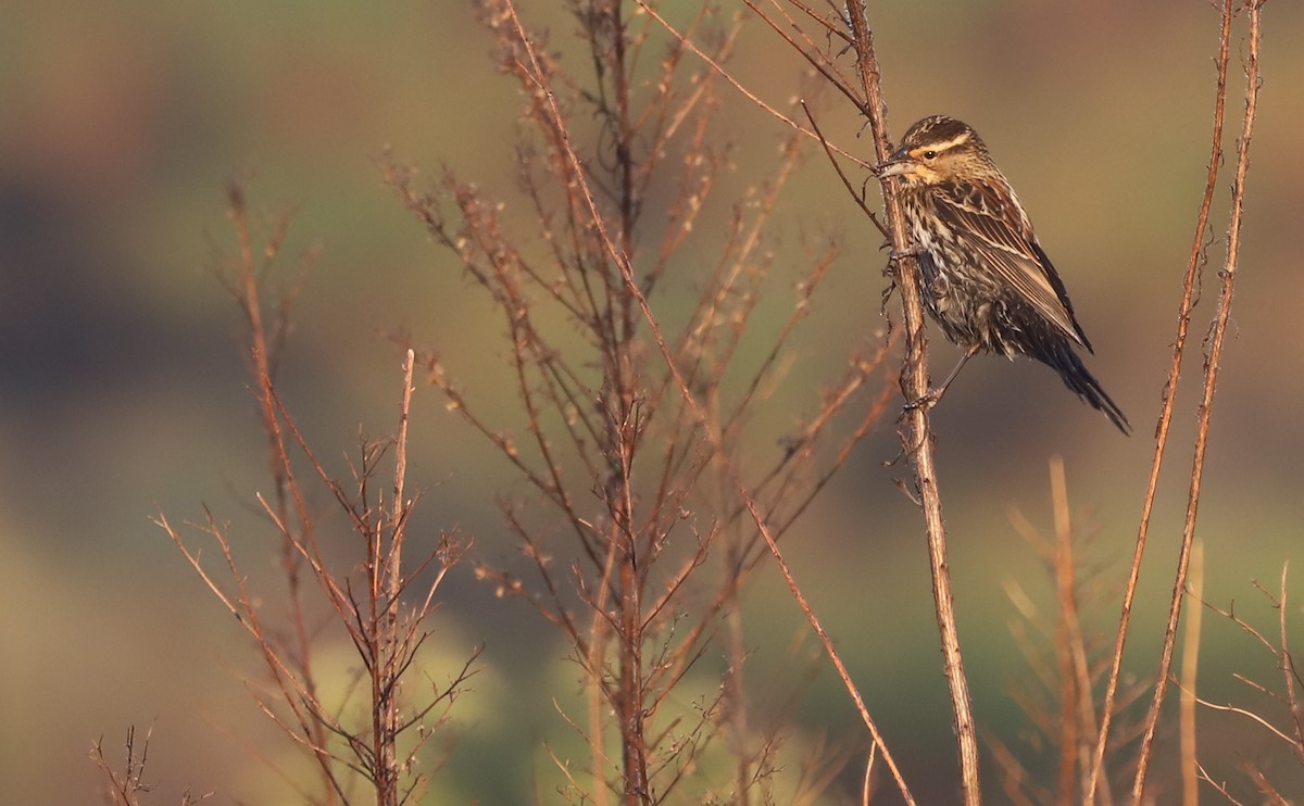 Red-winged Blackbird (Red-winged) - ML645811863