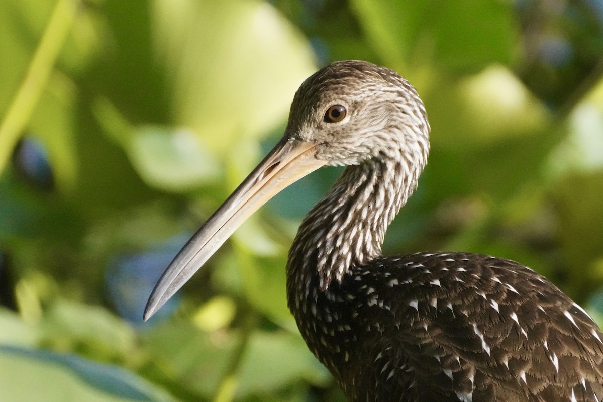 Limpkin - ML645811864