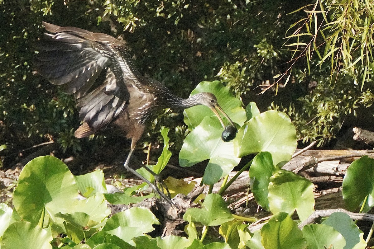 Limpkin - ML645811865