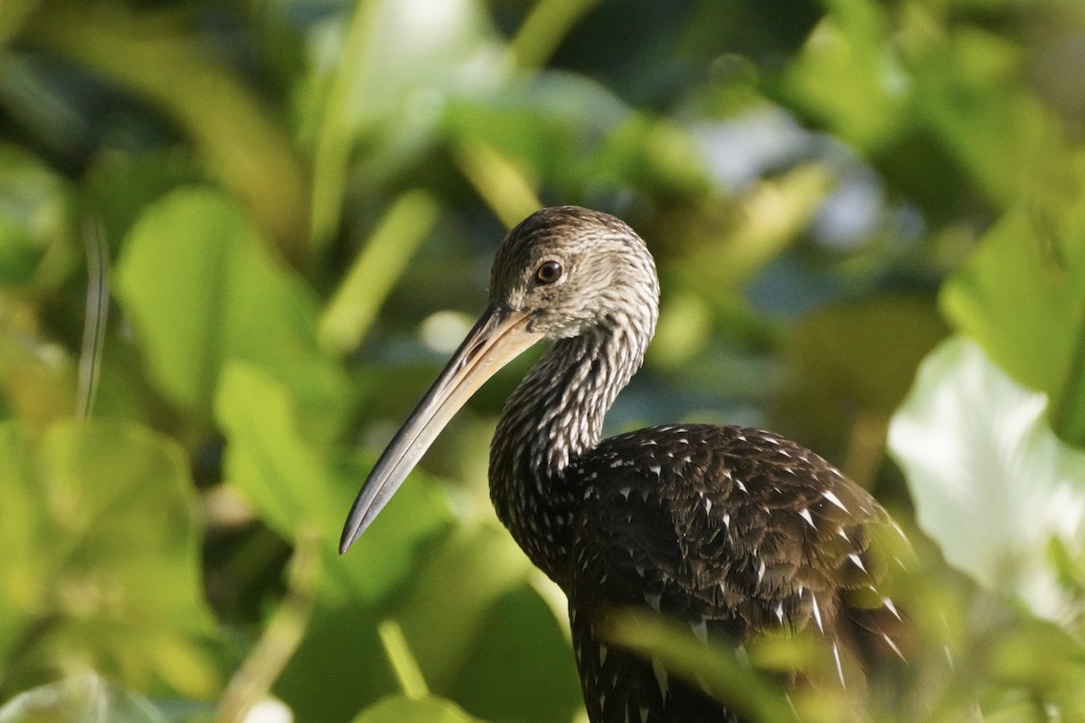 Limpkin - ML645811866