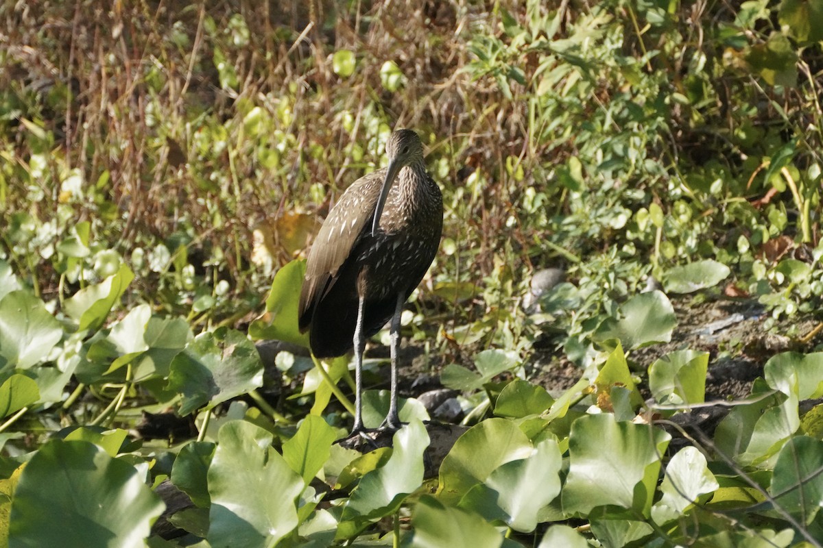 Limpkin - ML645811867