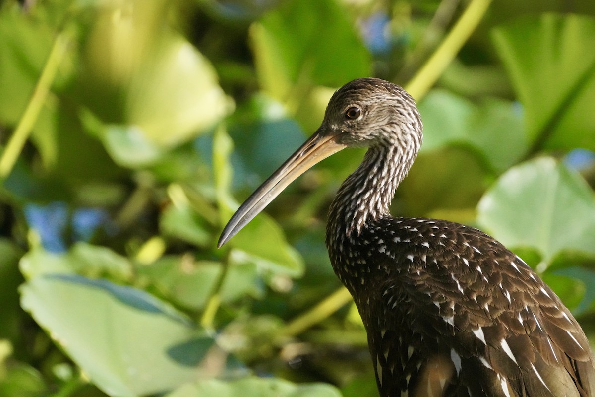 Limpkin - ML645811868