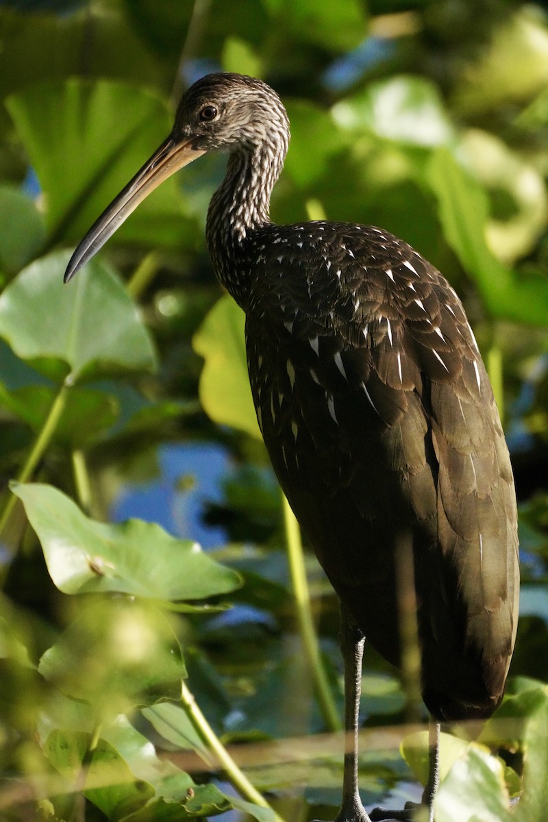 Limpkin - ML645811869