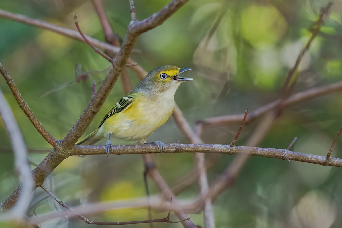 White-eyed Vireo - ML645811875