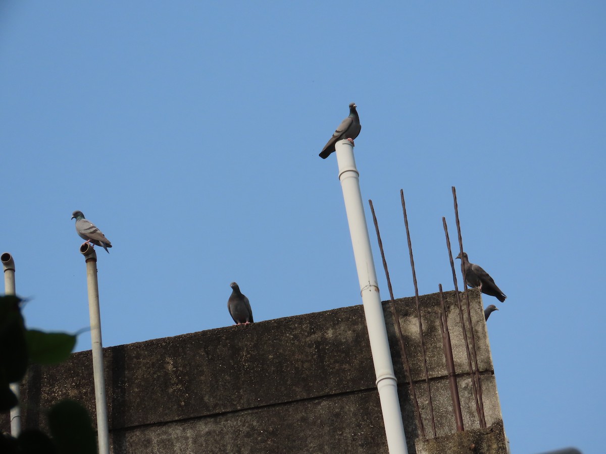 Rock Pigeon (Feral Pigeon) - ML645811877