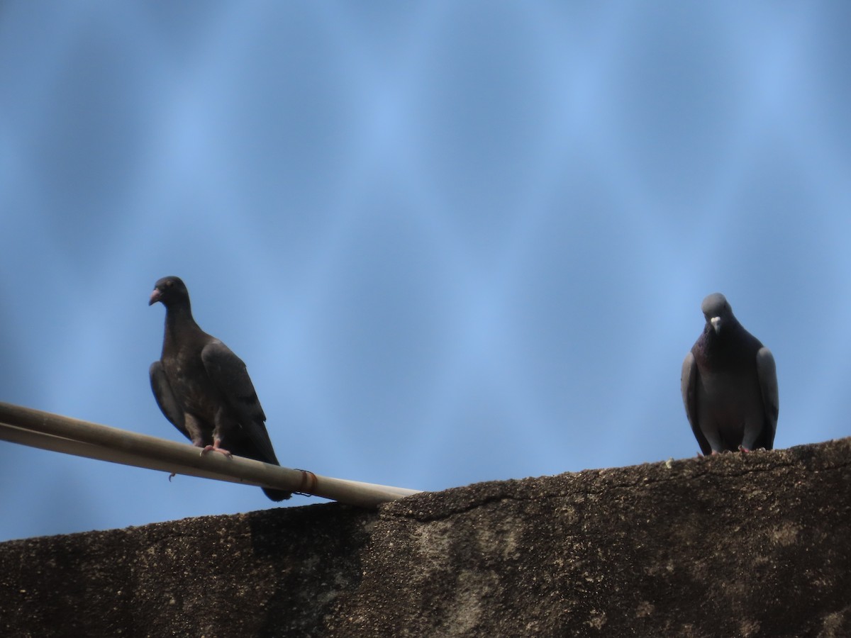 Rock Pigeon (Feral Pigeon) - ML645811878