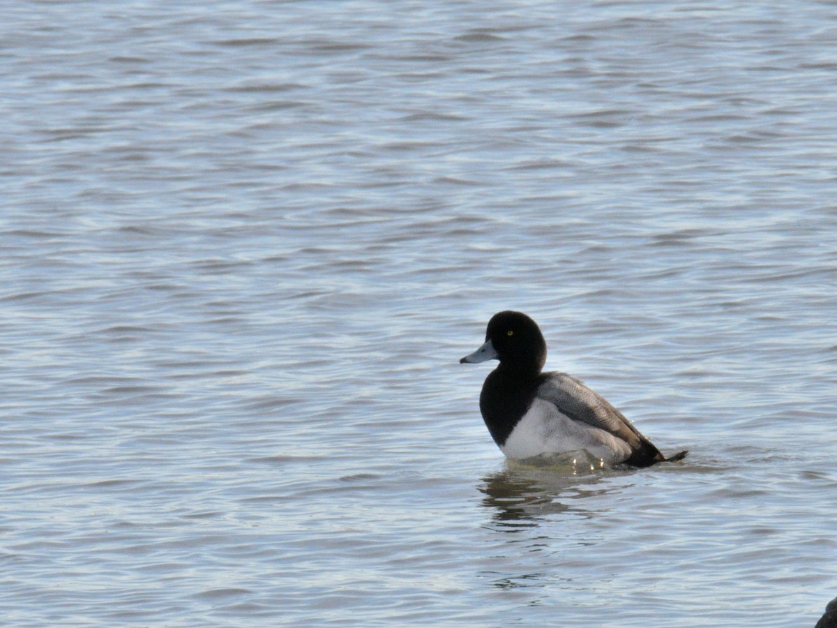 Greater Scaup - ML645811880