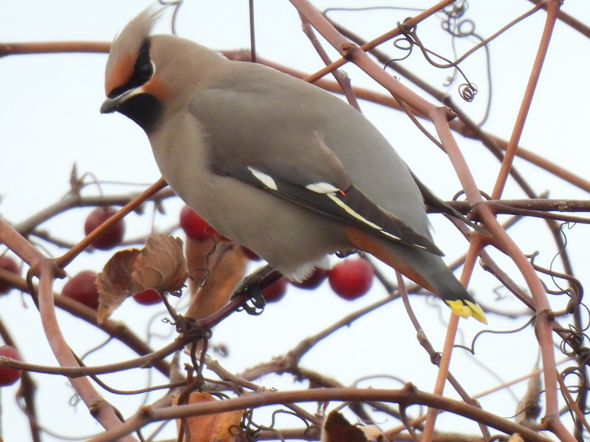 Bohemian Waxwing - ML645811881