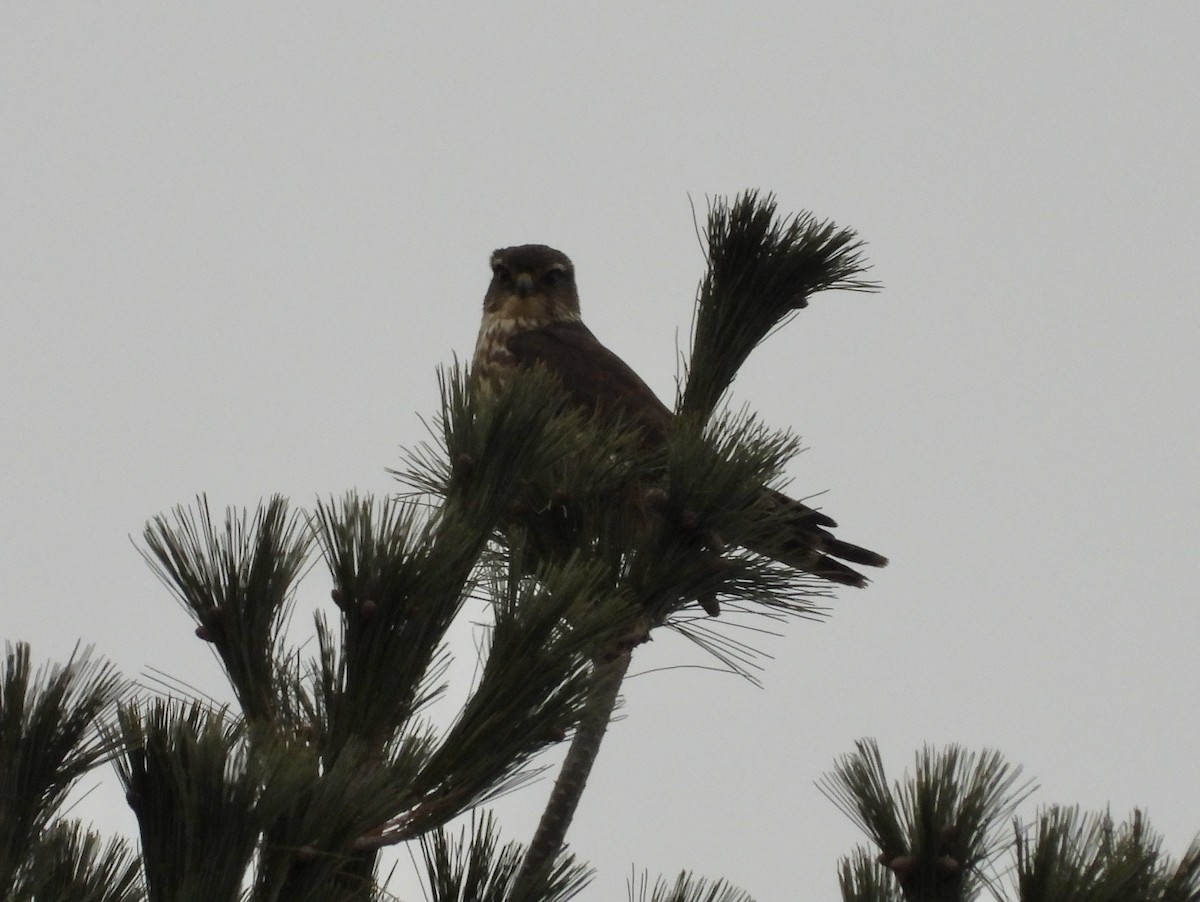 灰背隼 - ML645811887